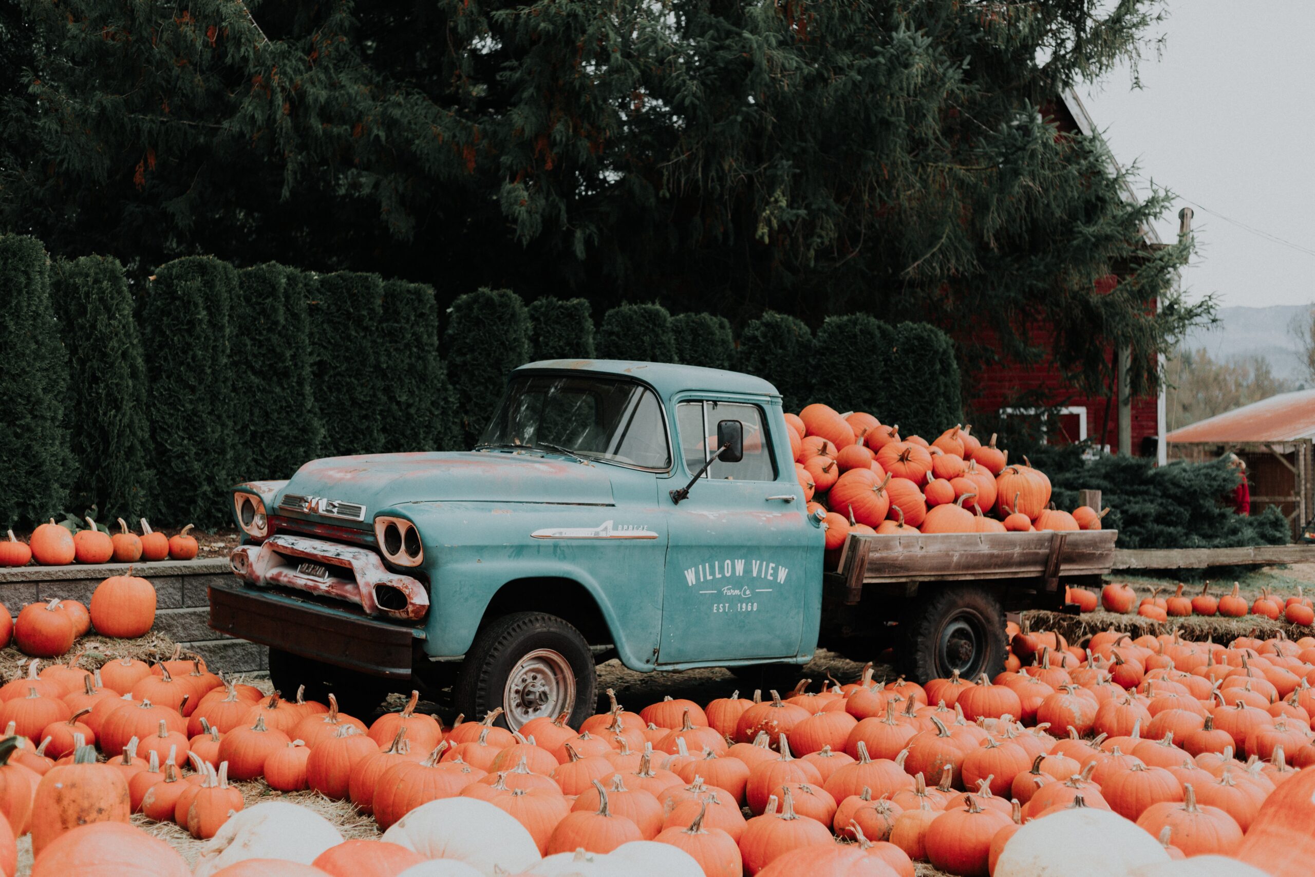 An old pick-up truck filled with pumpkins and surrounded by pumpkins